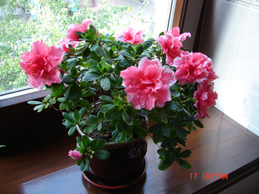 438175 (a): :2592x1944